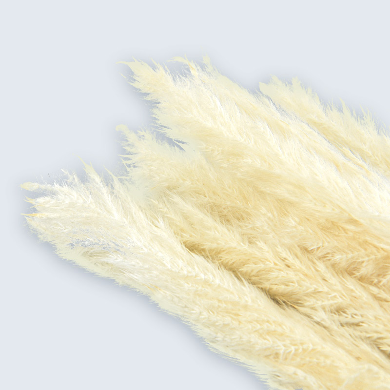 Lot de 10 Miscanthus blancs