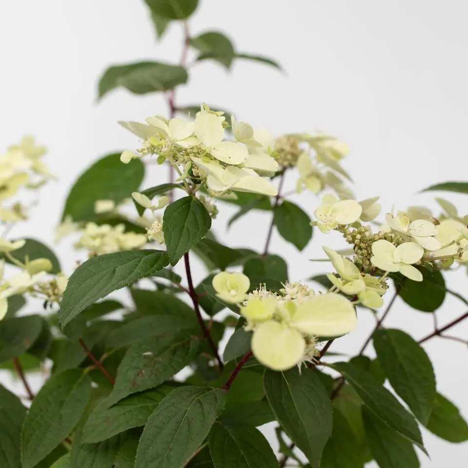 Pluimhortensia - Set van 2 - Hydrangea 'Wim's Red' - Hoogte 25-40cm - ⌀19cm