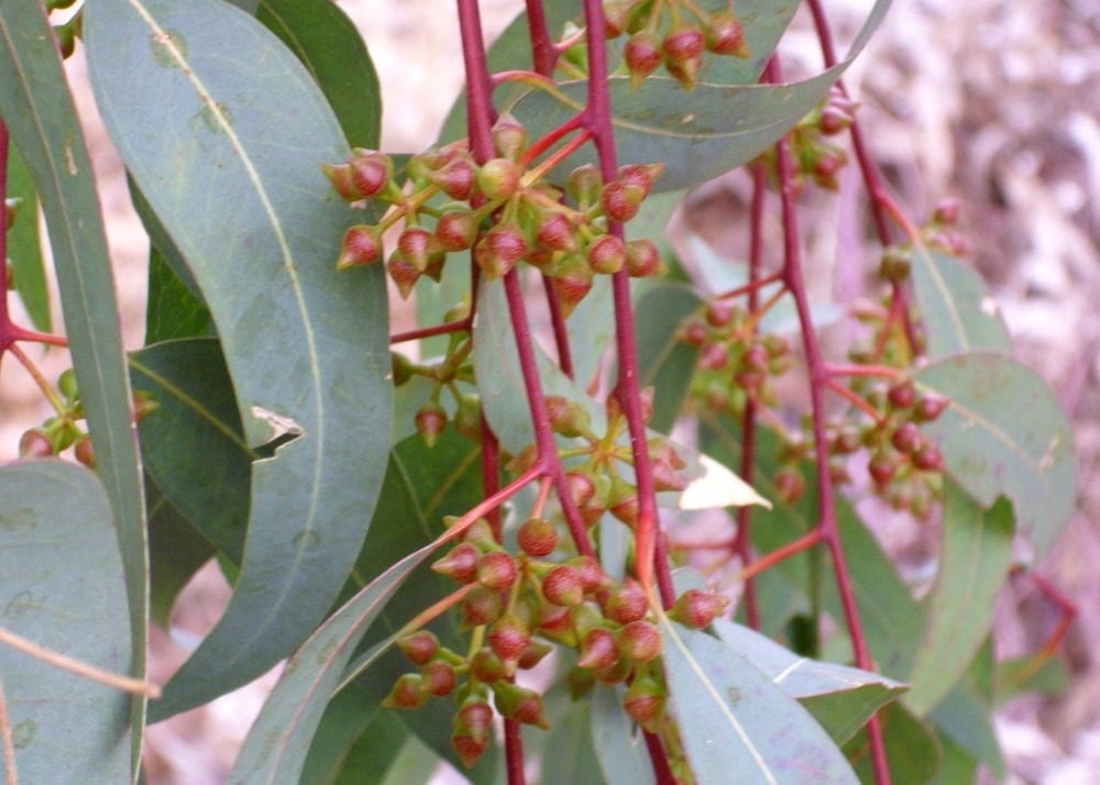 Gommier des rivières - 200 graines - avec substrat - eucalyptus camaldulensis