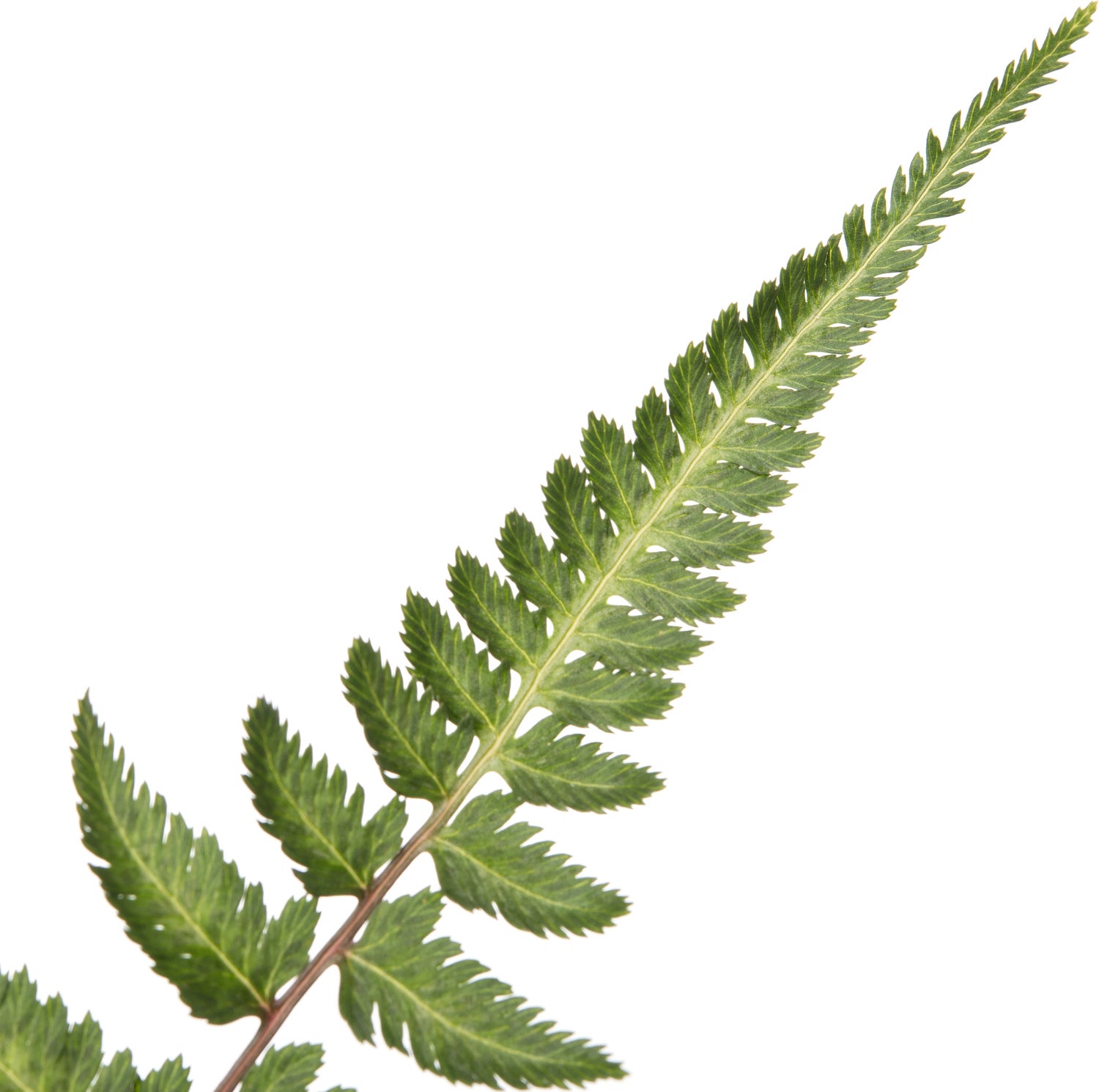 Vrouwtjesvaren (Athyrium 'Metallicum') D 11 H 10 cm