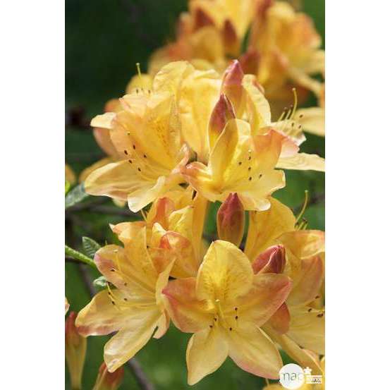 Azalea mollis : arbuste, ctr 12L, 70/80 cm