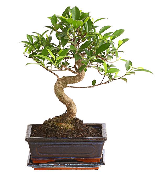 Chinesische Feige - Ficus retusa 'Ginseng', in