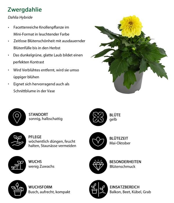 Beet- & Balkonpflanzen-Set Naturgarten,