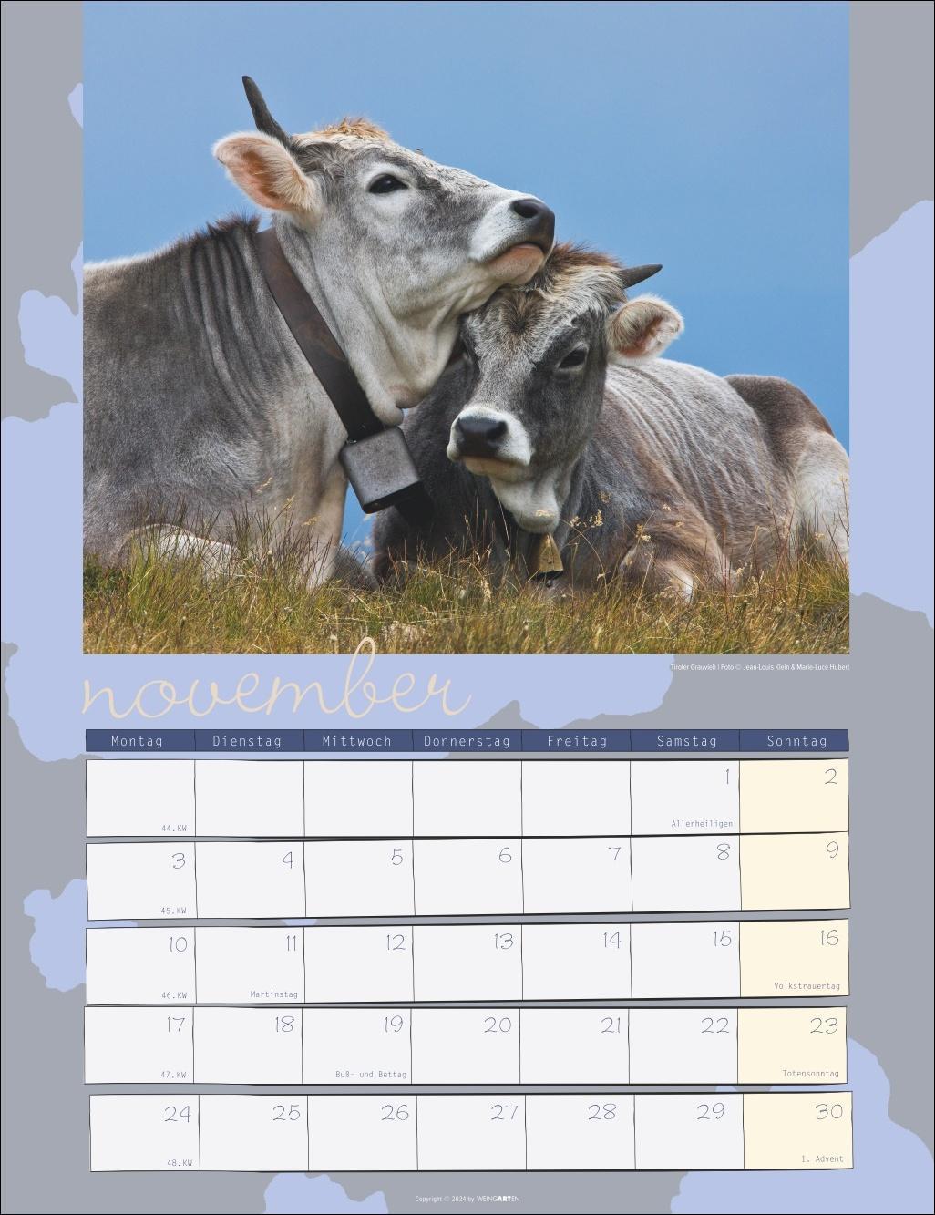 Kuh Kalender 2025