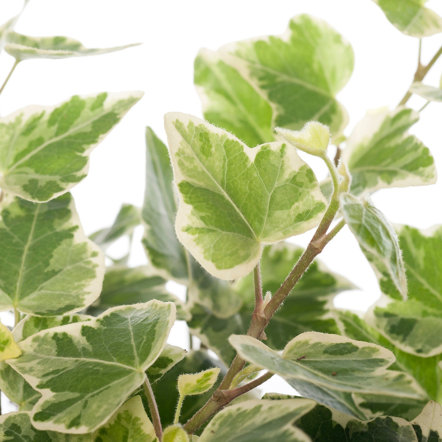 Klimop (Hedera helix 'White Wonder') D 9 H 10 cm