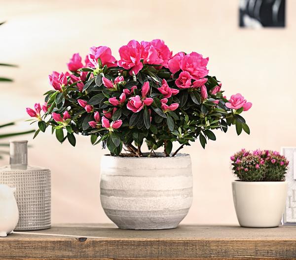 Zimmerazalee - Rhododendron simsii