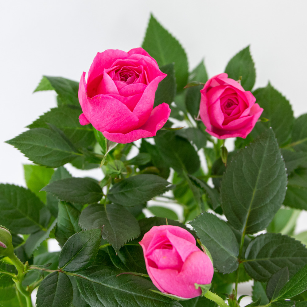 3x pot rose rose - rosa – plante de terrasse & d'intérieur – ⌀12cm – ↕20-30cm