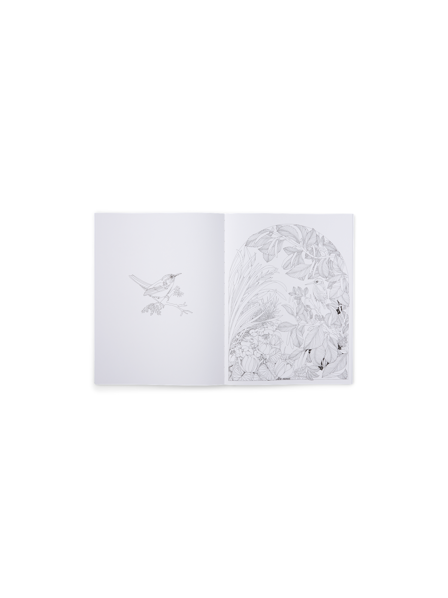 Beautiful Planet Colouring Book | Softcover. Papir. 31 x 23,5 x 1 cm. 80 sider.  | Fern Green | New Mags