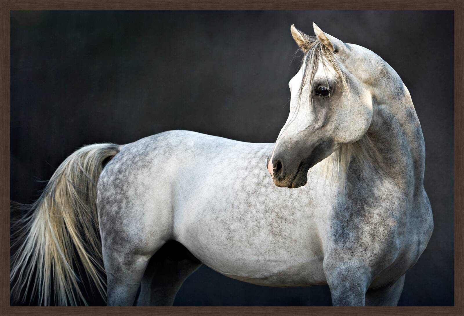 Arabian Stallion II by Tariq Dajani - Limited Edition. Edition of: 100. Signed.