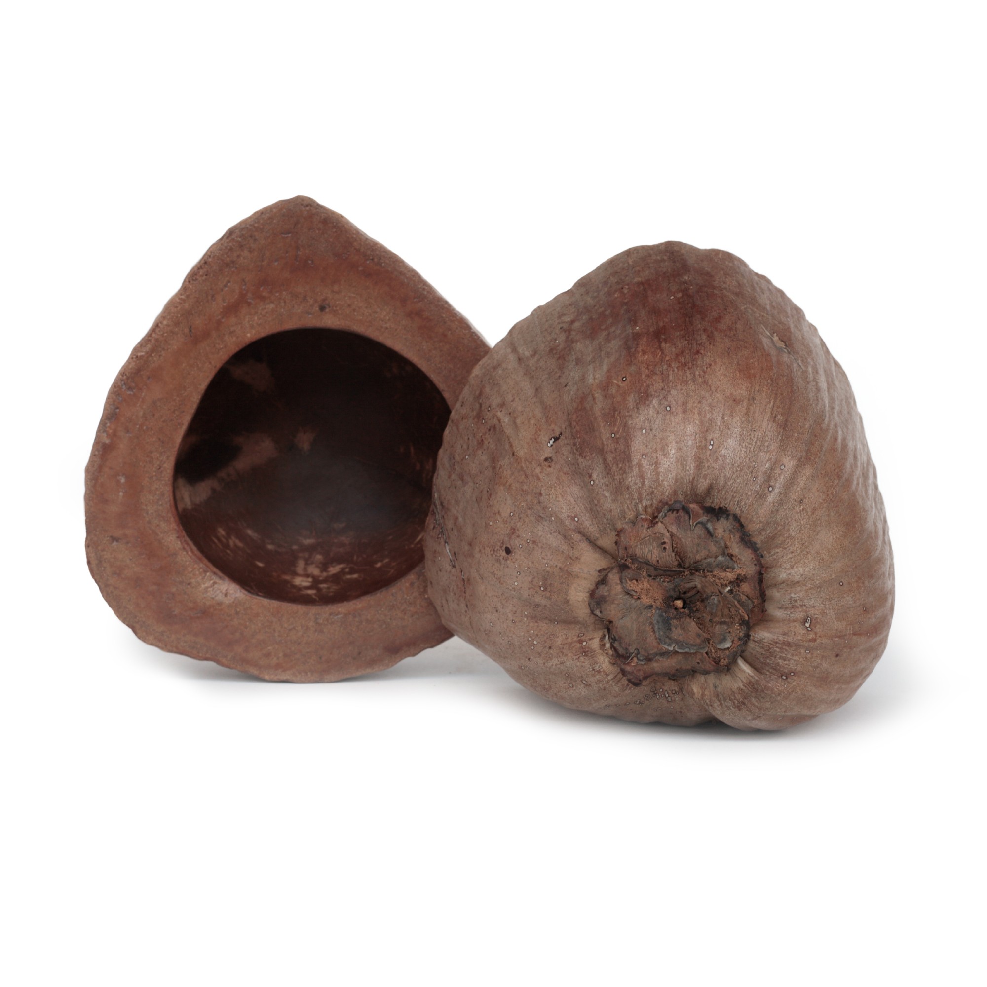 Kokosnuss-Box mit Deckel, natur, Ø 20 cm, H 25 cm von fischer's lagerhaus