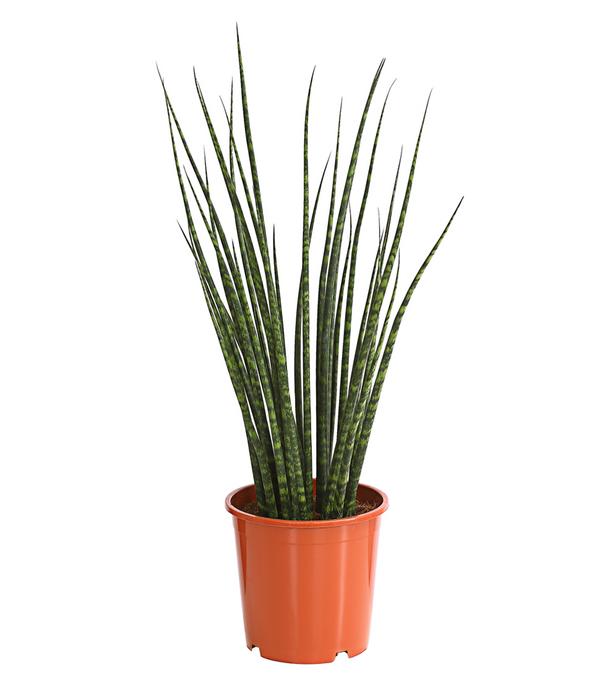 Bogenhanf - Sansevieria cylindrica 'Mikado'