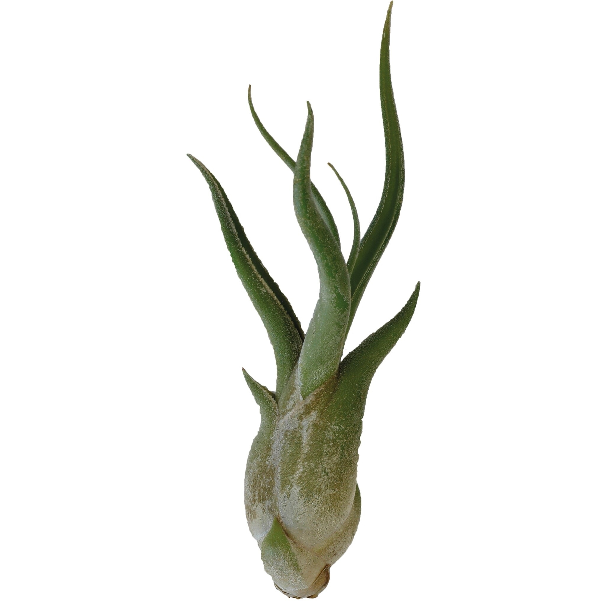 Terraplant Tillandsia Caput Medusae