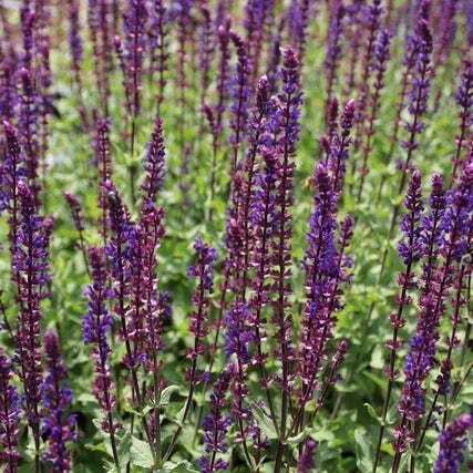 Siersalie (Salvia nemorosa 'Caradonna') D 9 H 10 cm