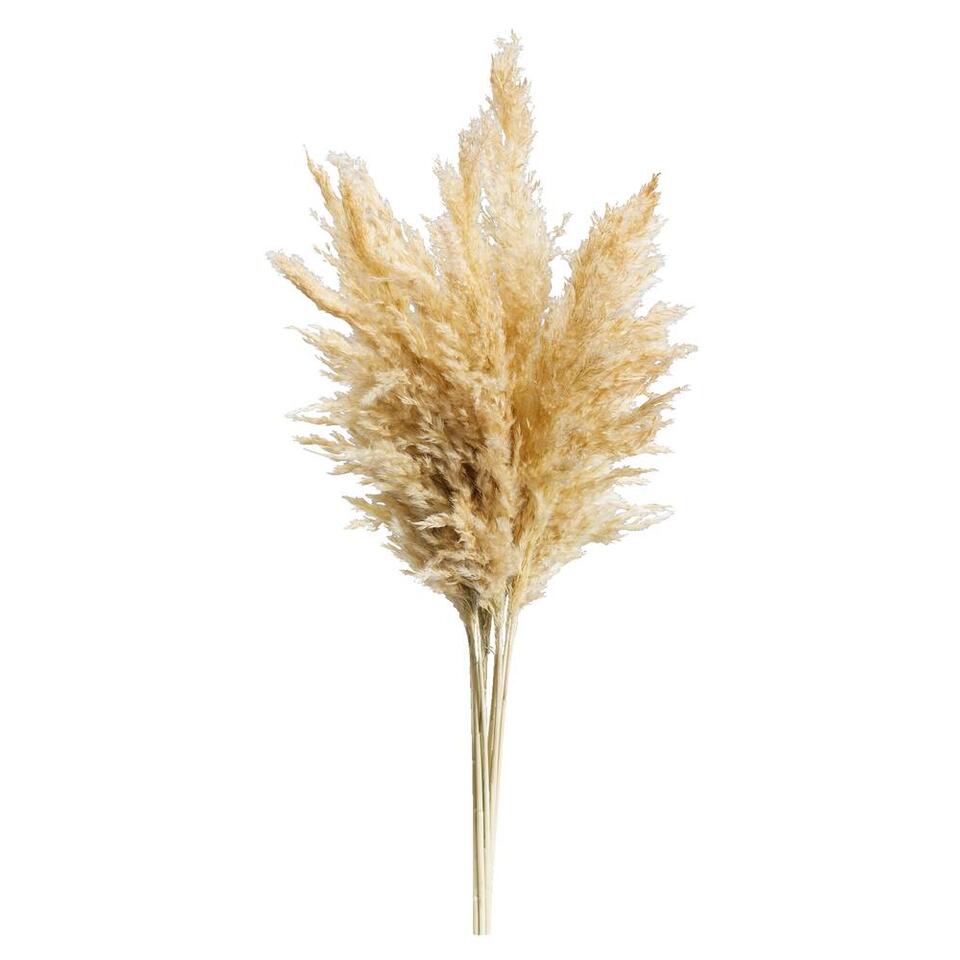 Pampas pluim Vinz - naturel - 75 cm