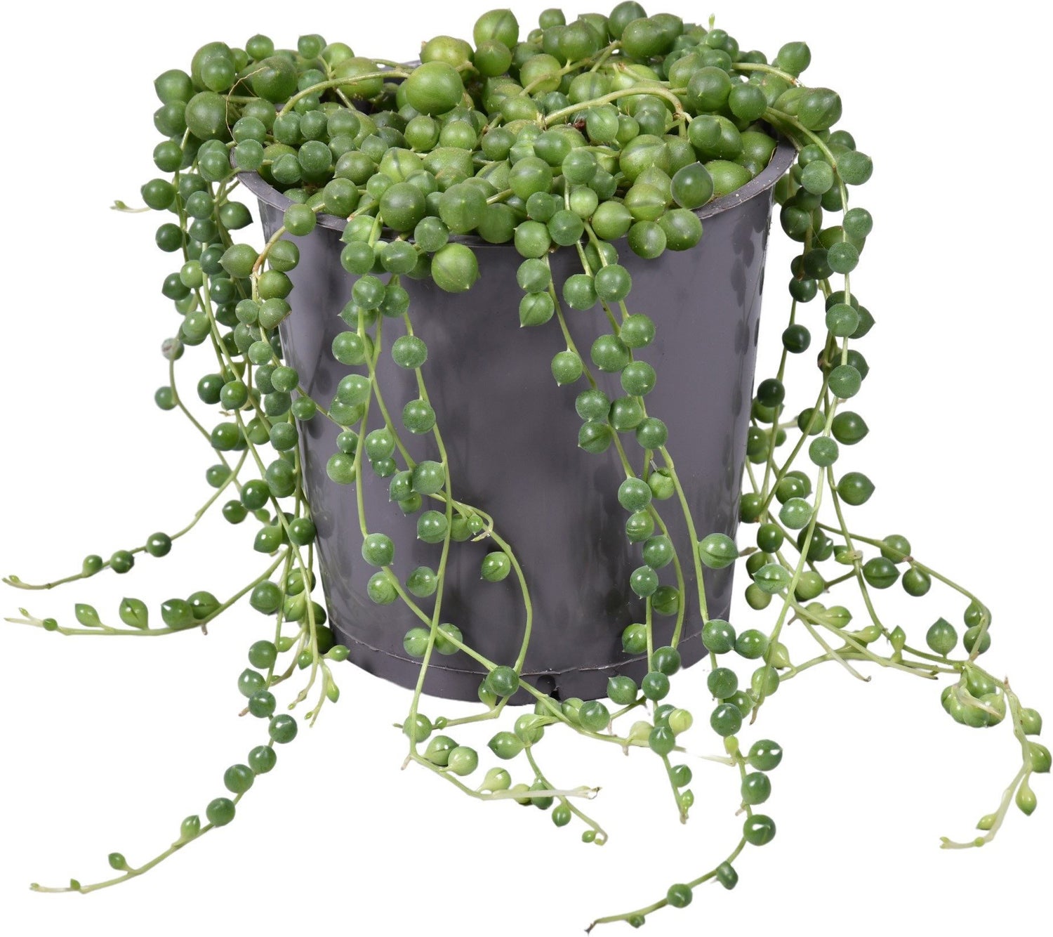 Erwtenplant (Senecio rowleyanus) D 12 H 15 cm