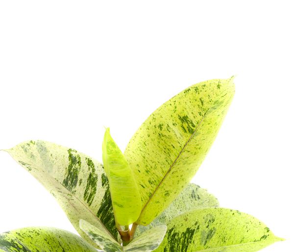 Gummibaum - Ficus elastica shivereana