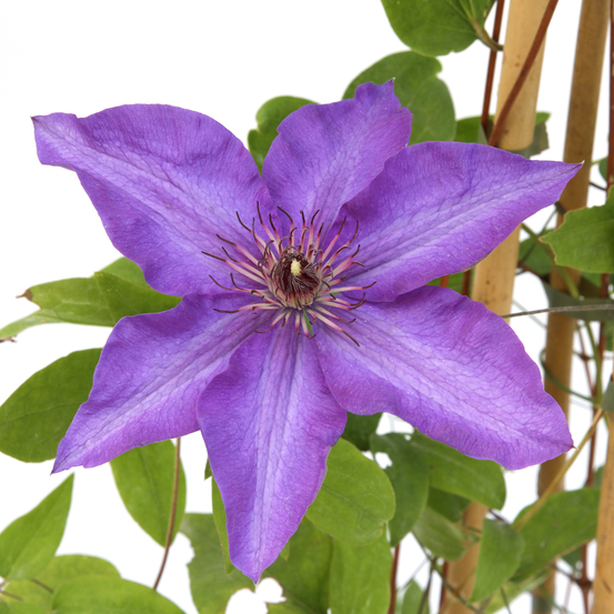 Clematis ' The President ': tipi, pot 6L