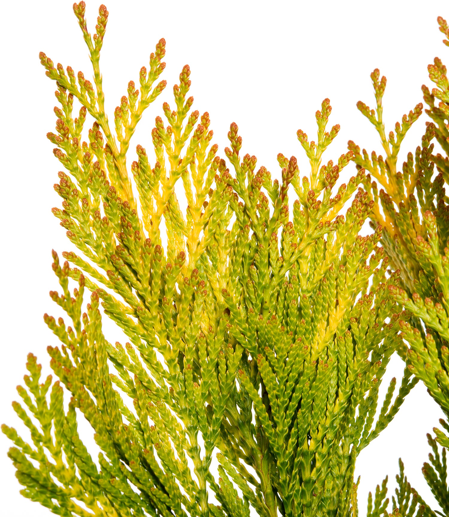 Levensboom (Thuja plicata Forever Goldy) D 17 H 30 cm