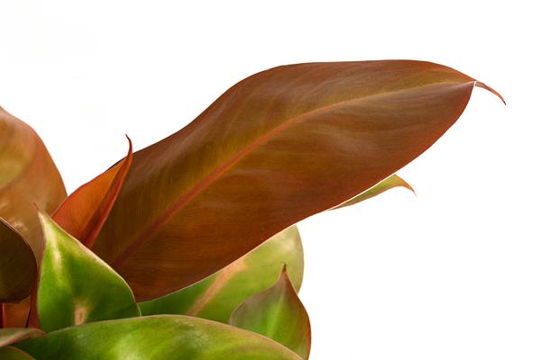 Baumfreund - Philodendron 'Prince of Orange'