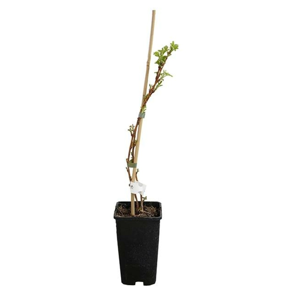 Framboisier 'heritage' - rubus idaeus 1.5l