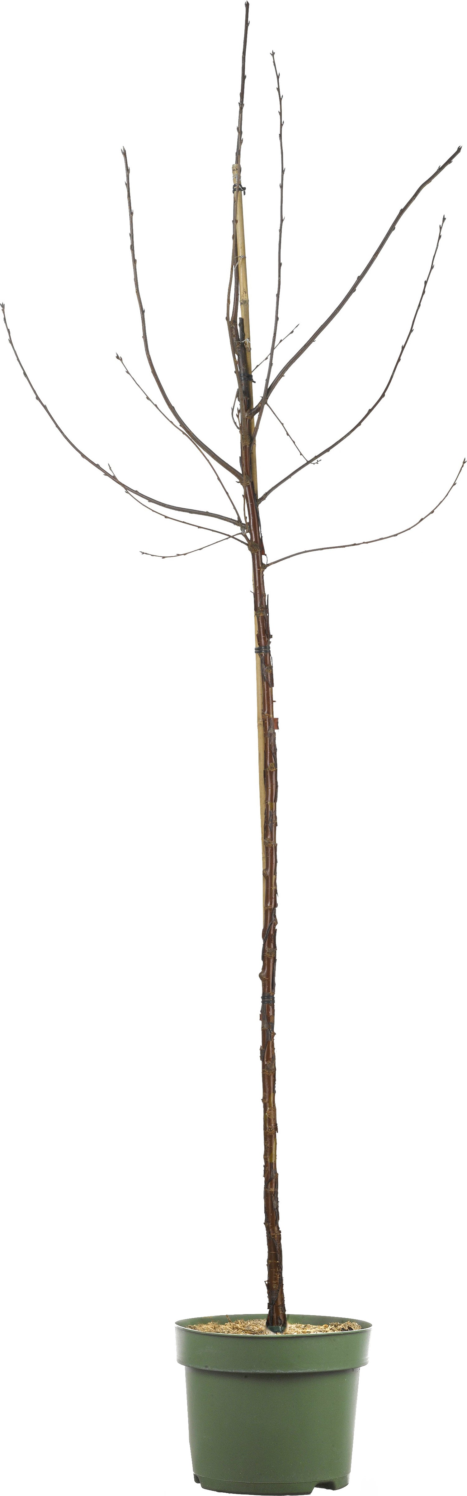 Biologische Zoete Kers (Prunus avium 'Sunburst') D 26 H 150 cm