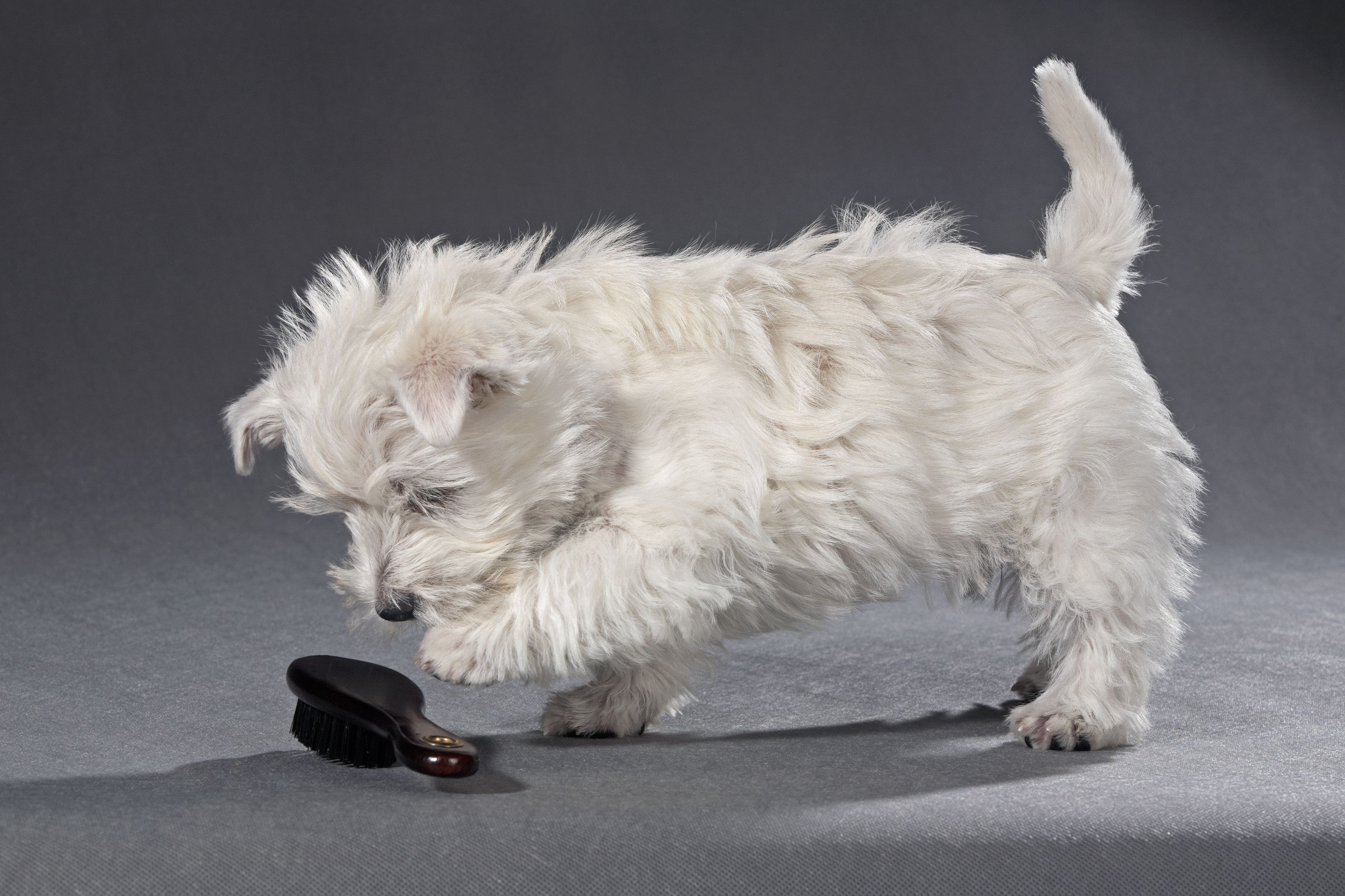 NatuSol Haut & Fell Öl für Hunde -Bei juckender und schuppiger Haut-