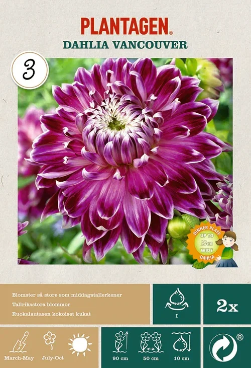Plantagen Dekorativ georgine ‘Vancouver’ 2 pk