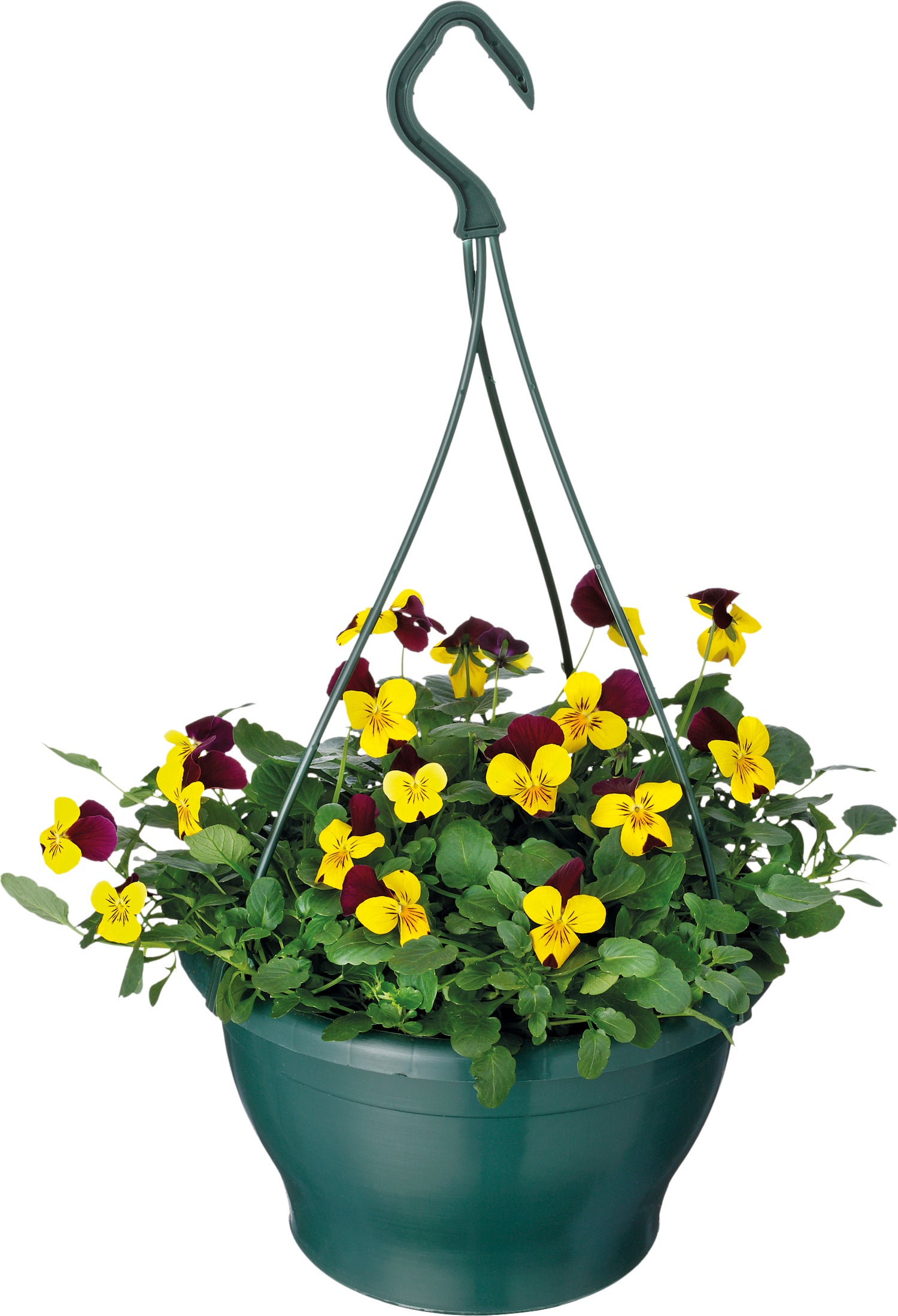 Hoornviool in hangpot (Viola cornuta) D 23 H 35 cm