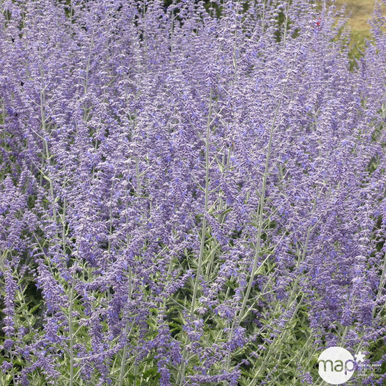 Perovskia atriplicifolia 'Blue Spire' : C4.5L