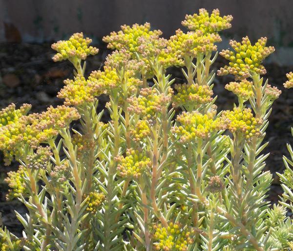Bio Nickendes Fettblatt 'Angelina'