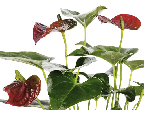 Flamingobloem/Anthurium FloraSelf Anthurium andreanum H 35-40 cm Ø 12 cm pot rood