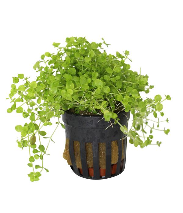 Dehner Aqua Premium Montecarlo Perlenkraut -