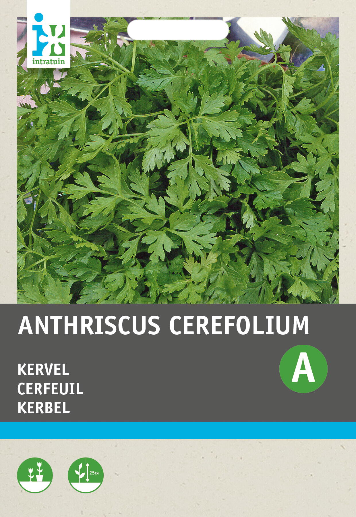 Intratuin kruidenzaad Kervel gewone (Anthriscus cerefolium)
