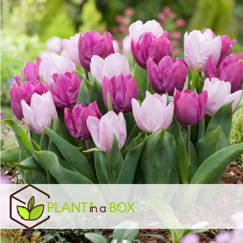 Tulipa prince mix - bulbes à fleurs x40 -tulipe - pourpre