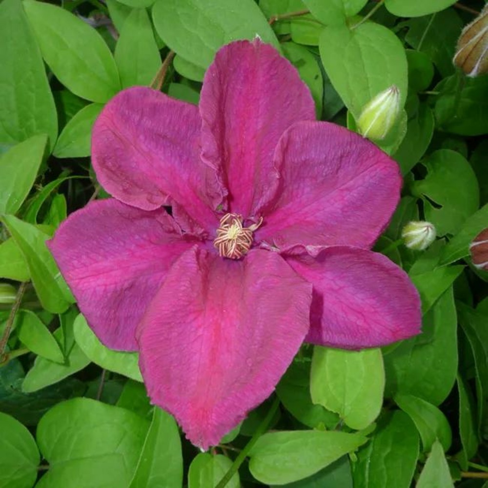 Clématite 'rahvarinne' à grandes fleurs rouge-violet 3l