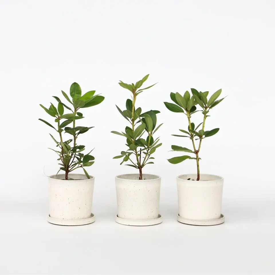 Limoenboom - Set van 3 - Citrus aurantifolia - Hoogte 25-40cm - ⌀9cm