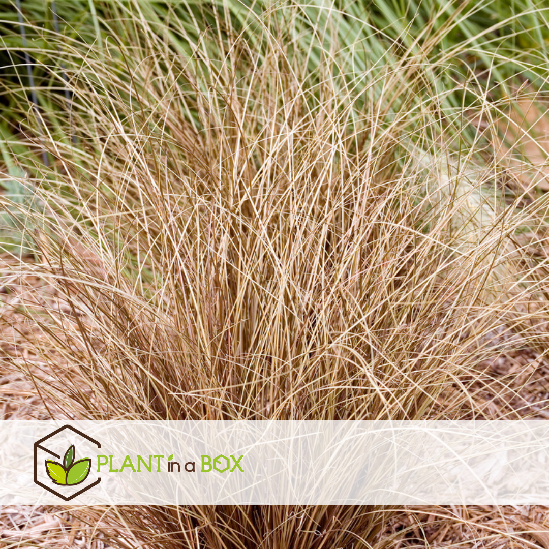Carex comans bronco - x6 - herbe ornementale - pot de 10.5 - hauteur 15-25cm