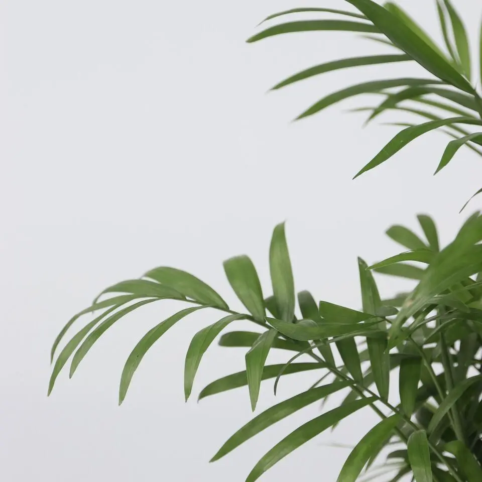 Dwergpalm - Chamaedorea elegans - Hoogte 30-40cm - ⌀12cm