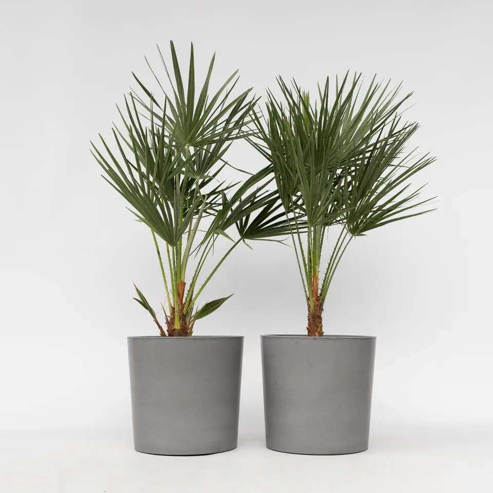 Dwergpalm - Set van 2 - Chamaerops humilis - Hoogte 70-80cm - ⌀21cm