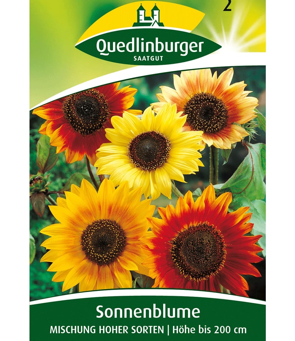 Bunte Sonnenblumen