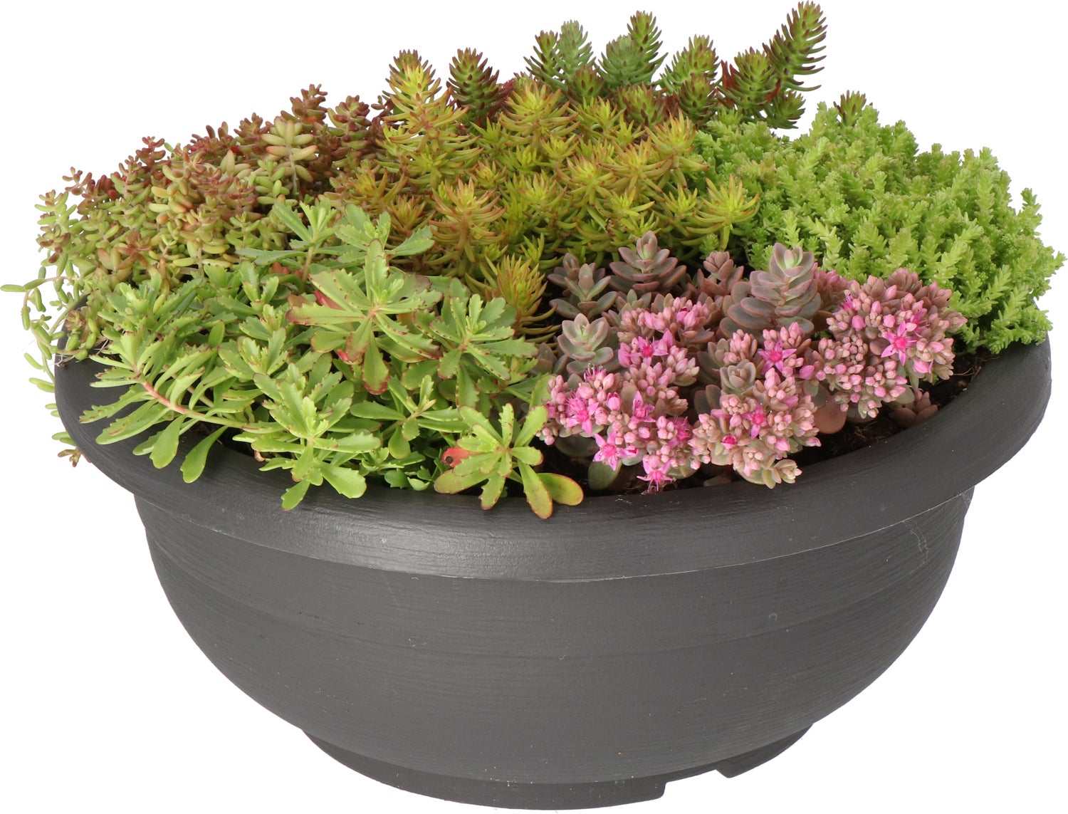 Intratuin Sedum-mix in zwarte kunststof pot (Arrangement Sedum mix kunststof zwart) D 30 H 20 cm