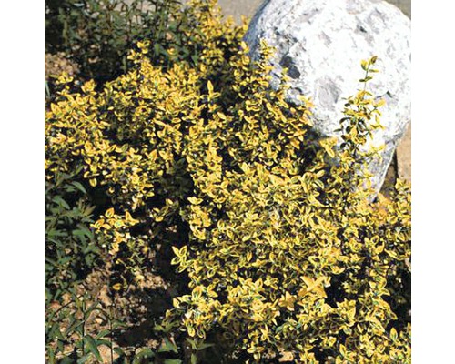 Geelbonte kruipspindel FloraSelf Euonymus fortunei 'Emerald n Gold' 10/15 scheuten Ø 9 cm pot