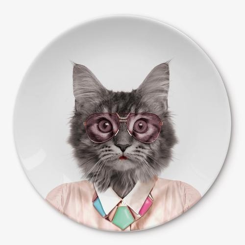 Prato com gato. Vestido e informal, branco.