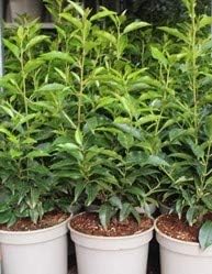 Portugiesische Lorbeerkirsche Prunus lusitanica Angustifolia T.B. 1,3 L 40-50 cm 50 St.
