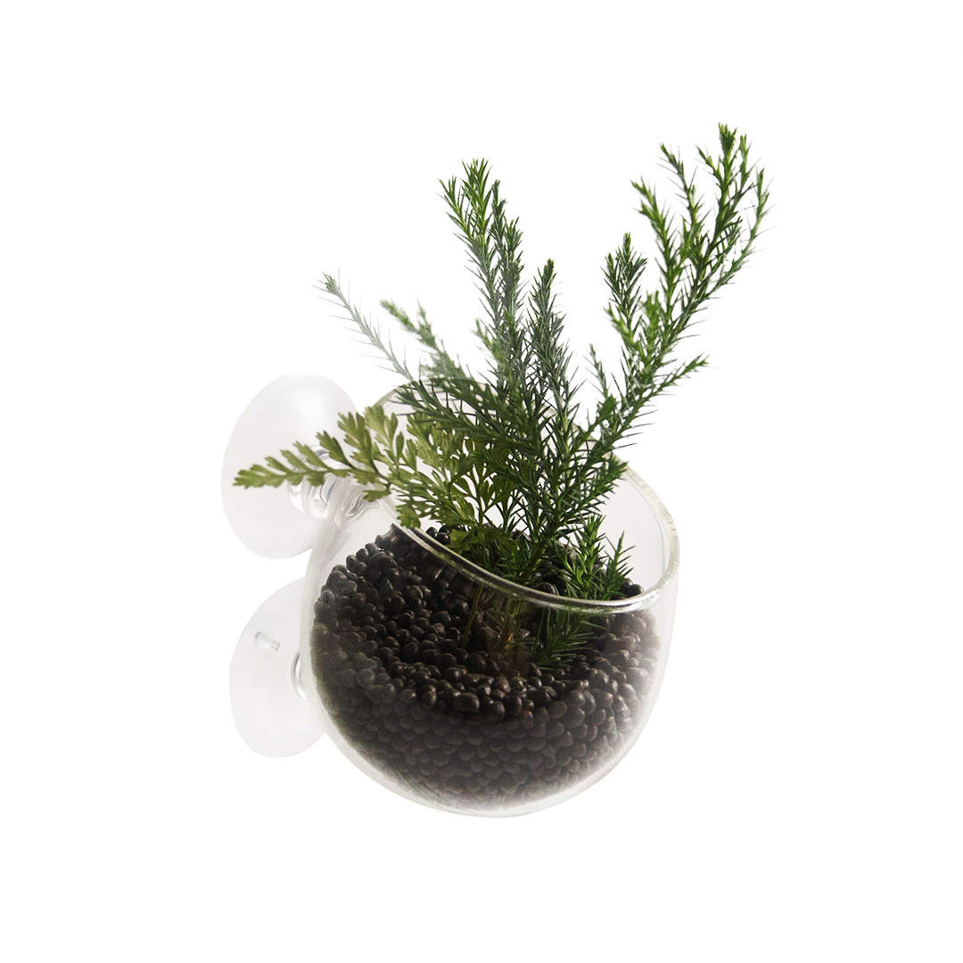 AquastoreXL Glazen Planten Pot