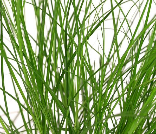 Bio Winkel-Segge