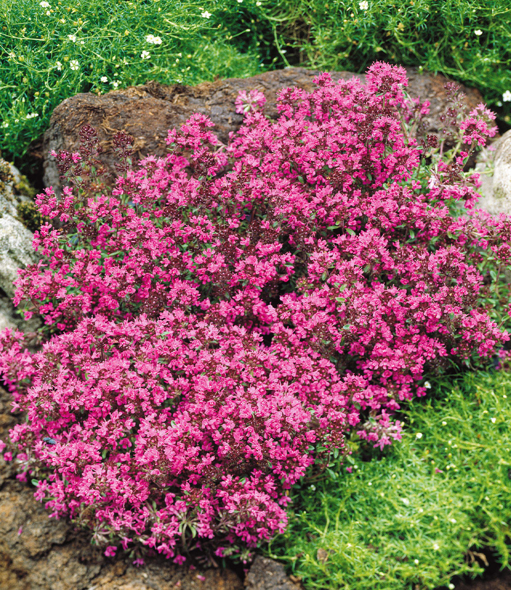 Bodendecker-Thymian 50 Stk.