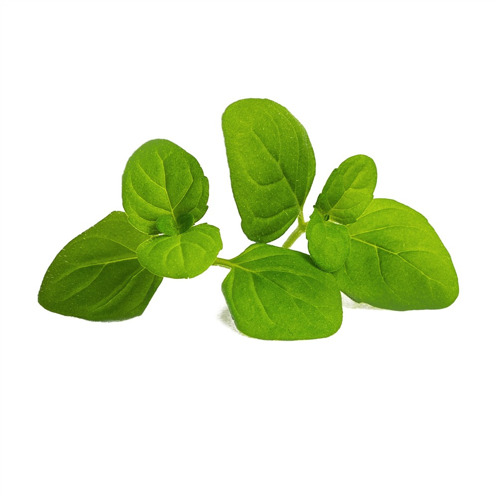 Lingot menthe glaciale bio - recharge prête à l'emploi