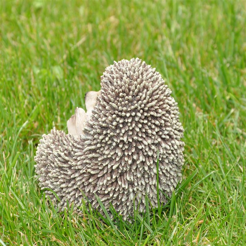 Dazikemo Dekofigur Gartenfigur Igel 12 x 11 x 12 cm