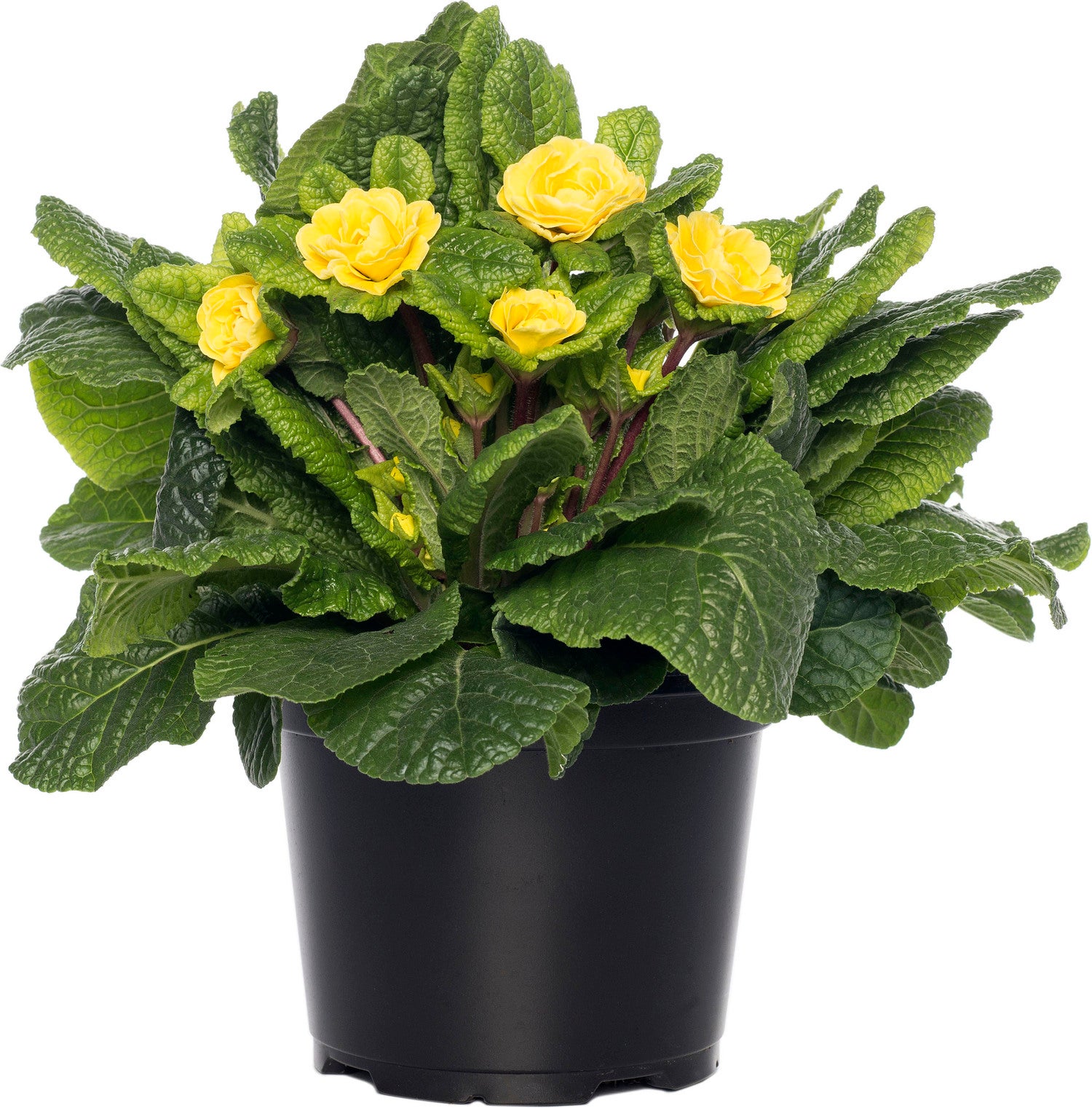 Sleutelbloem (Primula vulgaris 'Belarina') D 12 H 15 cm